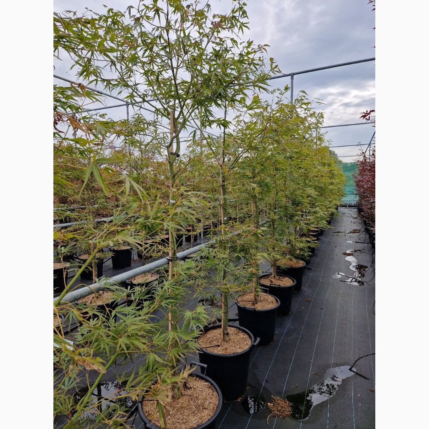 Japansk lönn – Acer pal. 'Linearilobum' - C35 175-200 CM